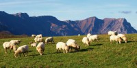 casa-rural-labetxea-baraibar-aralar-navarra-Ovejas con las Maioas detrás.jpg