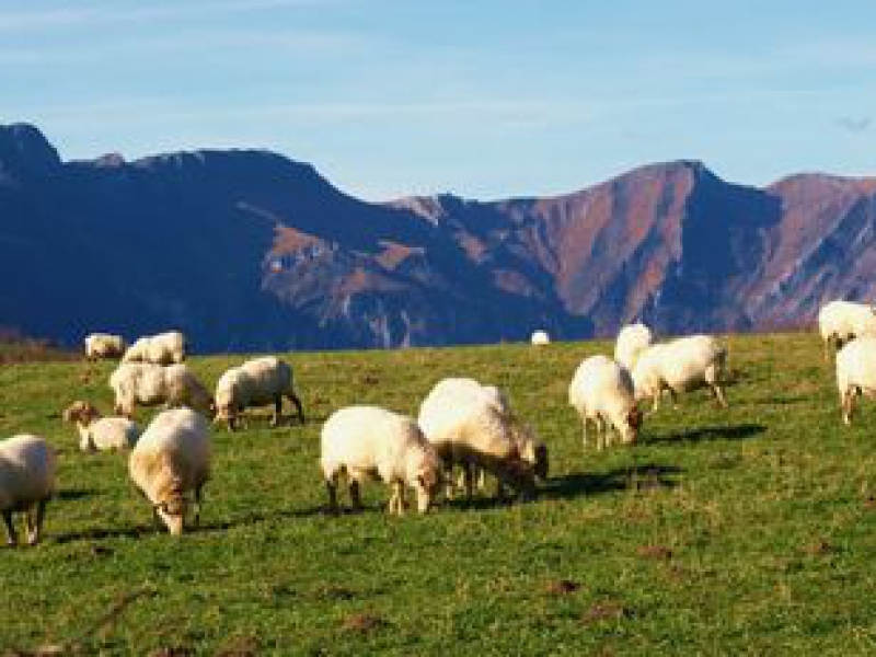 casa-rural-labetxea-baraibar-aralar-navarra-Ovejas con las Maioas detrás.jpg